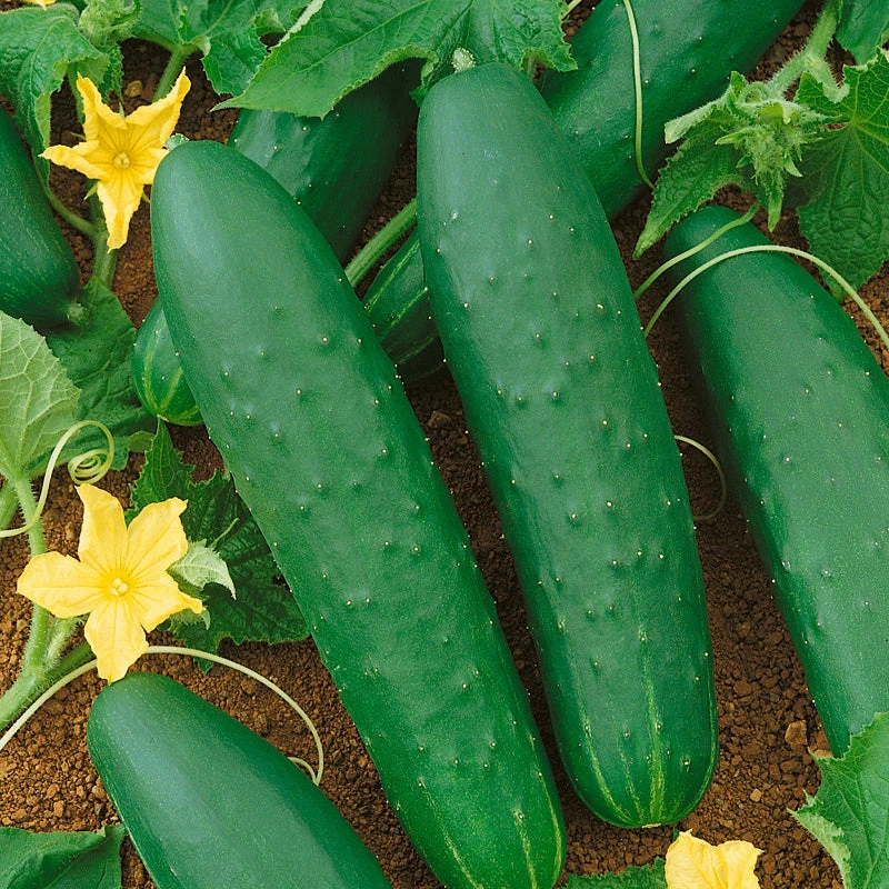 Double Yield Cucumber Seeds (Organic) 2 Double Yield Cucumber Seeds (Organic) - Image 2