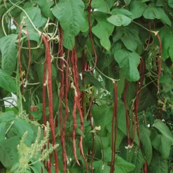 Flourish Seeds -Flourish Seeds 1964 bean red podded asparagus web