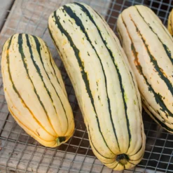 Organic Squash, Winter Delicata (1 Oz) 7 Organic Squash, Winter Delicata (1 Oz) -Flourish Seeds 20121002 0172 1