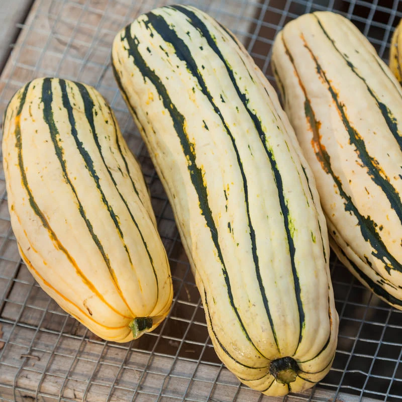Organic Squash, Winter Delicata (1 Oz) 4 Organic Squash, Winter Delicata (1 Oz) - Image 4