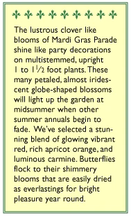 Renee's Garden Globe Amaranth Mardi Gras Parade (Heirloom) 6 Renee's Garden Globe Amaranth Mardi Gras Parade (Heirloom) - Image 6