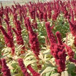 Red Amaranth Greens Seeds (Organic) 6 Red Amaranth Greens Seeds (Organic) -Flourish Seeds 4290221 amaranthus elephant head amaranthus gangeticus