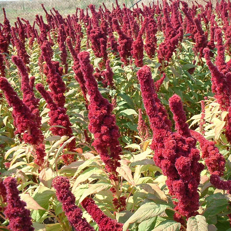Red Amaranth Greens Seeds (Organic) 3 Red Amaranth Greens Seeds (Organic) - Image 3