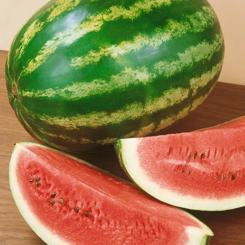 Crimson Sweet Watermelon Seeds (Organic) 3 Crimson Sweet Watermelon Seeds (Organic) - Image 3
