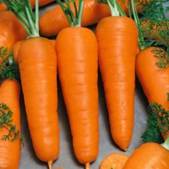 Chantenay Carrot Seeds (Organic) -Flourish Seeds 544 carrot chantenay web