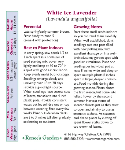 Renee's Garden Container Lavender White Ice 2 Renee's Garden Container Lavender White Ice - Image 2