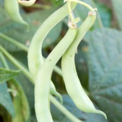 Tendergreen Bush Bean Seeds (Organic) -Flourish Seeds 839 bean tendergreen web