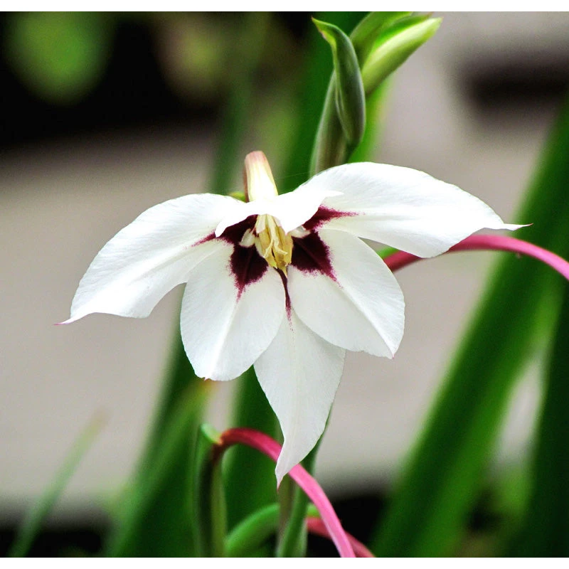 Acidanthera Murielae (Pack Of 20) 1 Acidanthera Murielae (Pack Of 20)