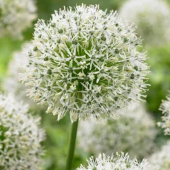 Bee Bulb Collection - White (Pack Of 50) -Flourish Seeds Allium Mt Everest