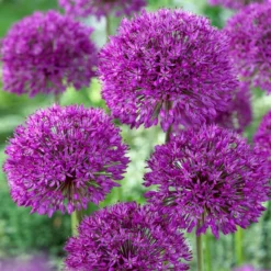 Bee Bulb Collection - Purple (Pack Of 50) -Flourish Seeds Allium Purple Sensation