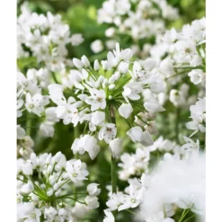 Bee Bulb Collection - White (Pack Of 50) -Flourish Seeds Allium neapolitanum