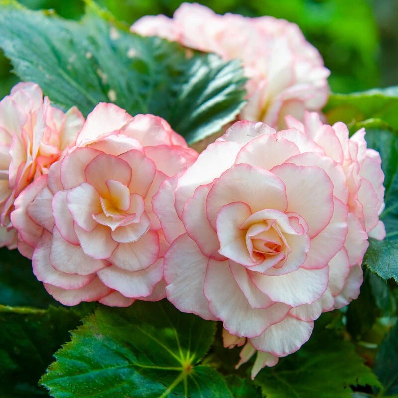 Begonia Double Bouton De Rose (Pack Of 2) 1 Begonia Double Bouton De Rose (Pack Of 2)
