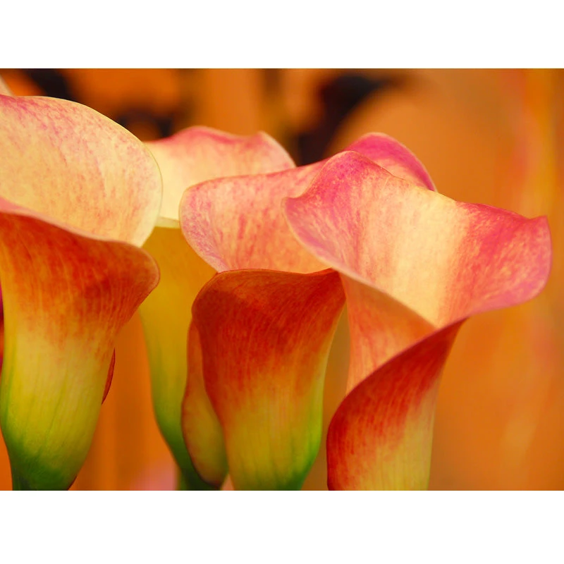 Zantedeschia (Calla Lily) Lady Marmalade (Pack Of 1) 1 Zantedeschia (Calla Lily) Lady Marmalade (Pack Of 1)