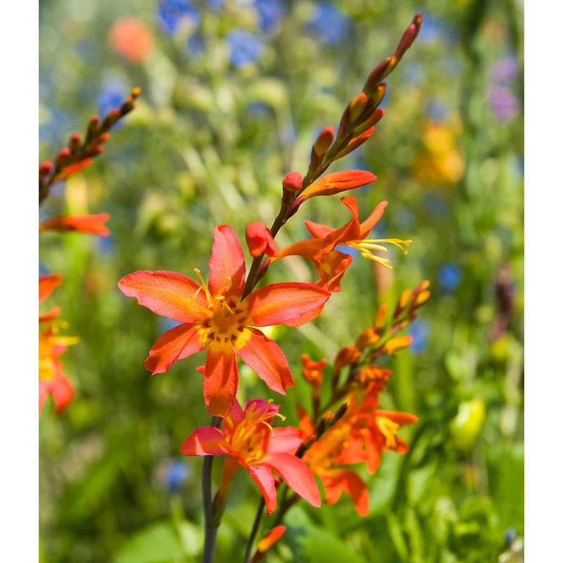 Crocosmia Crocosmiiflora Emily McKenzie (Pack Of 5) 1 Crocosmia Crocosmiiflora Emily McKenzie (Pack Of 5)