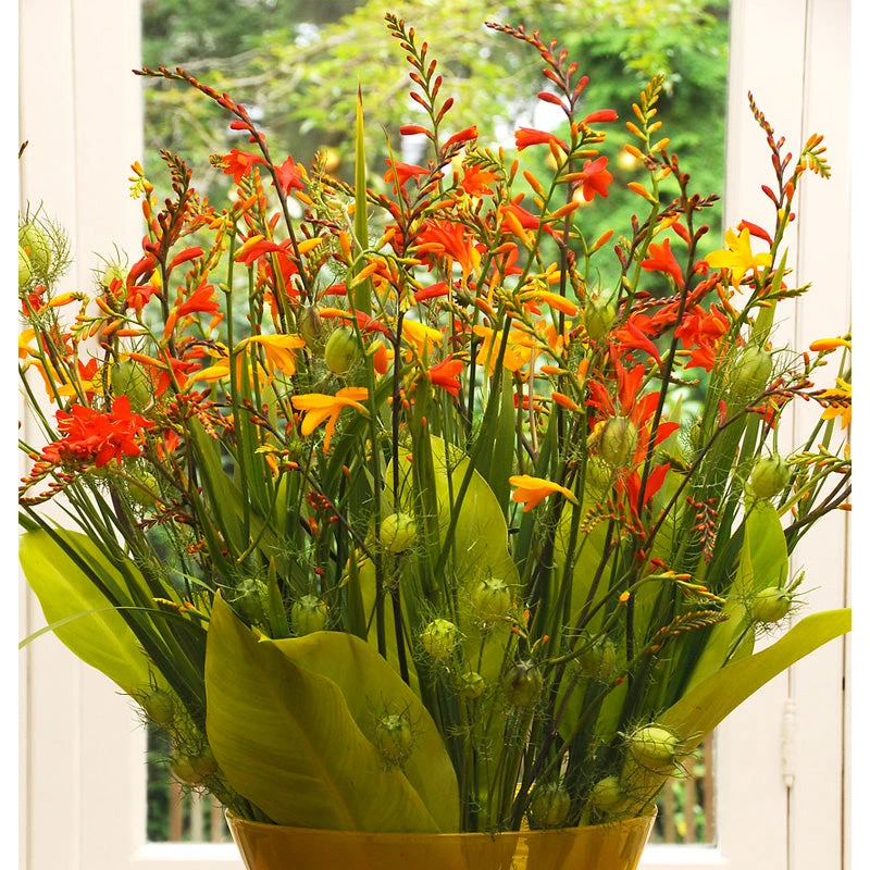 Crocosmia Crocosmiiflora Mixture (Pack Of 8) 1 Crocosmia Crocosmiiflora Mixture (Pack Of 8)