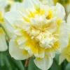 "Ice King" Double Daffodil Bulbs (Pack Of 5)