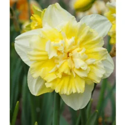 Flourish Seeds -Flourish Seeds Daffodil Double Ice King 2