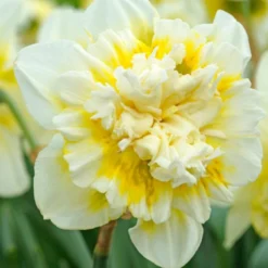 "Ice King" Double Daffodil Bulbs (Pack Of 5)