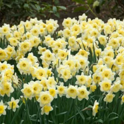 Flourish Seeds -Flourish Seeds Daffodil Ice Follies