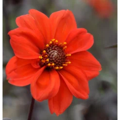 Dahlia Peony Flowering Bishop Of Llandaff (Pack Of 2)