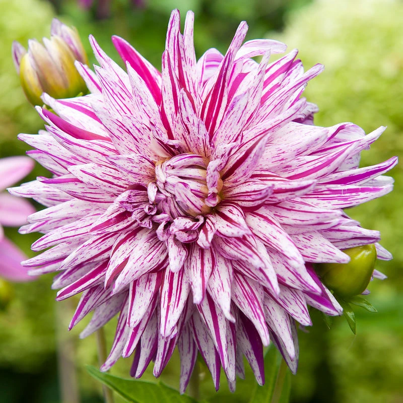 Dahlia Cactus Blackberry Ripple (Pack Of 2) 1 Dahlia Cactus Blackberry Ripple (Pack Of 2)