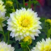 Dahlia Fimbriata Canary Fubuki (Pack Of 2)