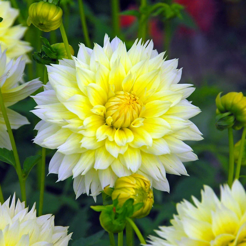 Dahlia Fimbriata Canary Fubuki (Pack Of 2) 1 Dahlia Fimbriata Canary Fubuki (Pack Of 2)