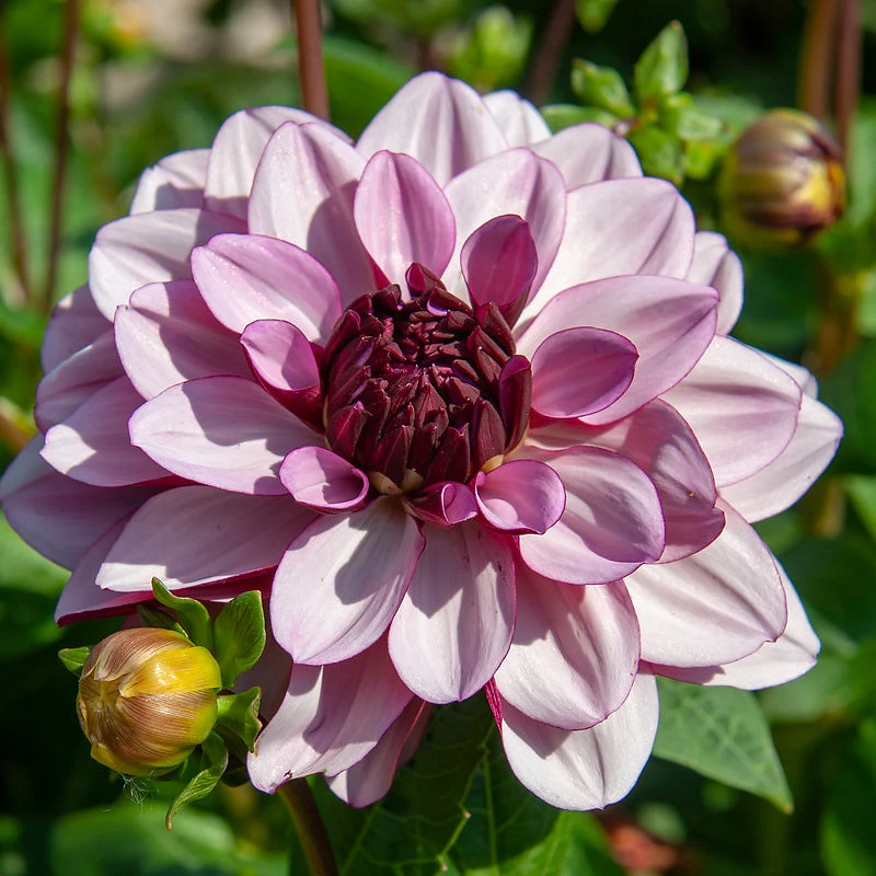 Dahlia Decorative Creme De Cassis (Pack Of 2) 1 Dahlia Decorative Creme De Cassis (Pack Of 2)