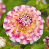Dahlia Decorative Hawaii (Pack Of 2)