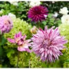 Dahlia Decorative Purple Blend (Pack Of 3)