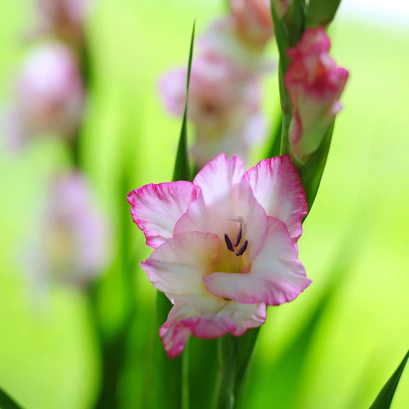 Gladiolus Large Flowering Priscilla (Pack Of 10) 1 Gladiolus Large Flowering Priscilla (Pack Of 10)
