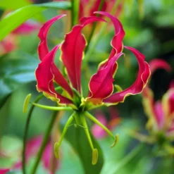 Gloriosa Rothschildiana Lily (Pack Of 1)