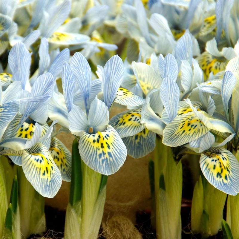 "Katherine Hodgkin" Dwarf Iris Bulbs (Pack Of 20) 1 "Katherine Hodgkin" Dwarf Iris Bulbs (Pack Of 20)