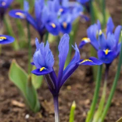 "Harmony" Dwarf Iris Bulbs (Pack Of 20)