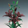 Lilium Asiatic Landini (Pack Of 2)