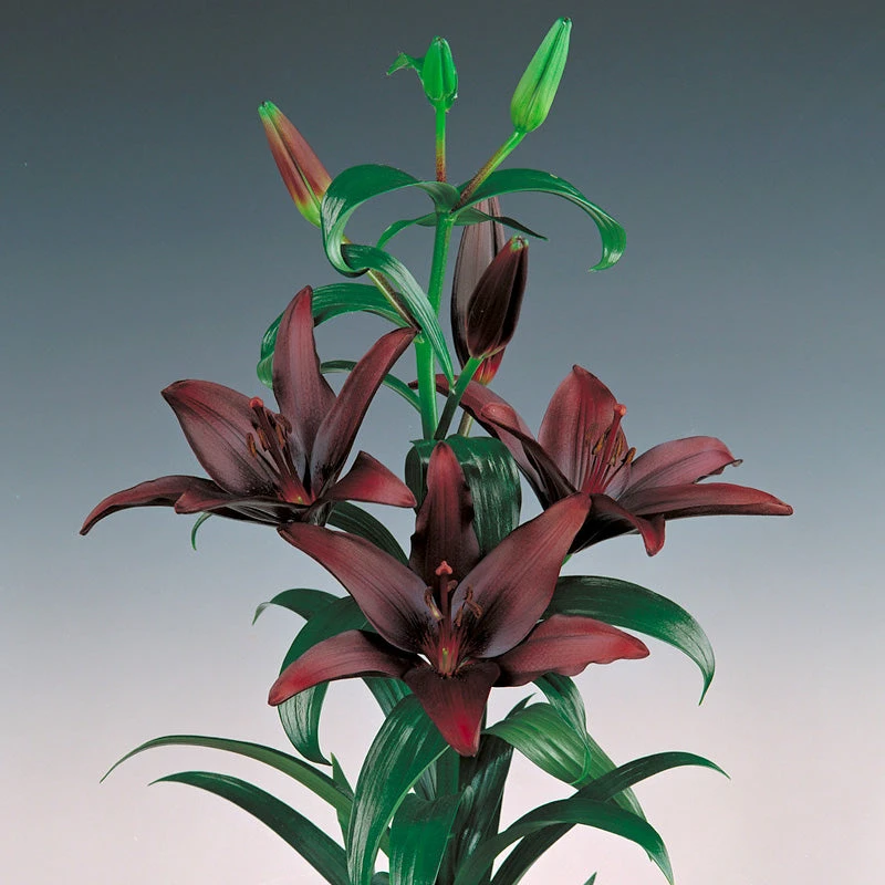 Lilium Asiatic Landini (Pack Of 2) 1 Lilium Asiatic Landini (Pack Of 2)