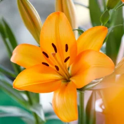 Lilium Asiatic Mandarin Star (Pack Of 2)
