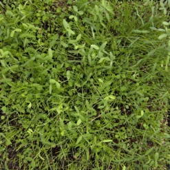 Peaceful Valley Dryland Erosion Fire Recovery Mix Nitrocoated (lb) 5 Peaceful Valley Dryland Erosion Fire Recovery Mix Nitrocoated (lb) -Flourish Seeds MG 1112 web