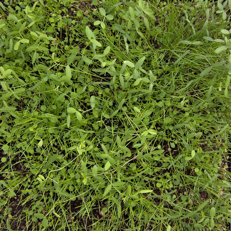 Peaceful Valley Dryland Erosion Fire Recovery Mix Nitrocoated (lb) 3 Peaceful Valley Dryland Erosion Fire Recovery Mix Nitrocoated (lb) - Image 3