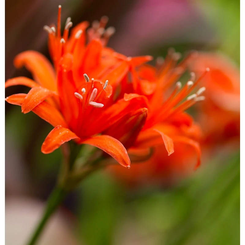 Nerine Sarsiensis Red (Pack Of 2) 1 Nerine Sarsiensis Red (Pack Of 2)