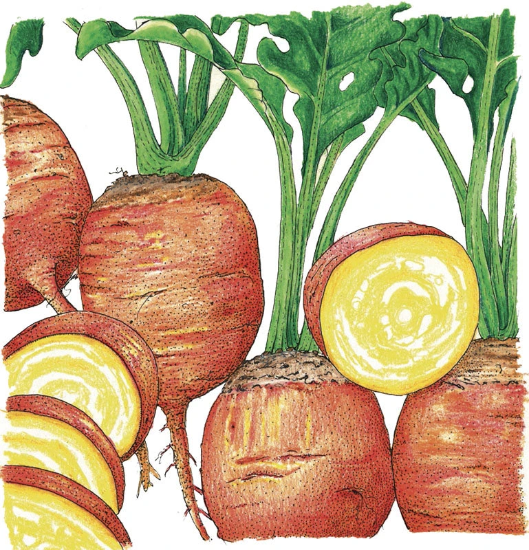 Golden Detroit Beet Seeds (Organic) 2 Golden Detroit Beet Seeds (Organic) - Image 2