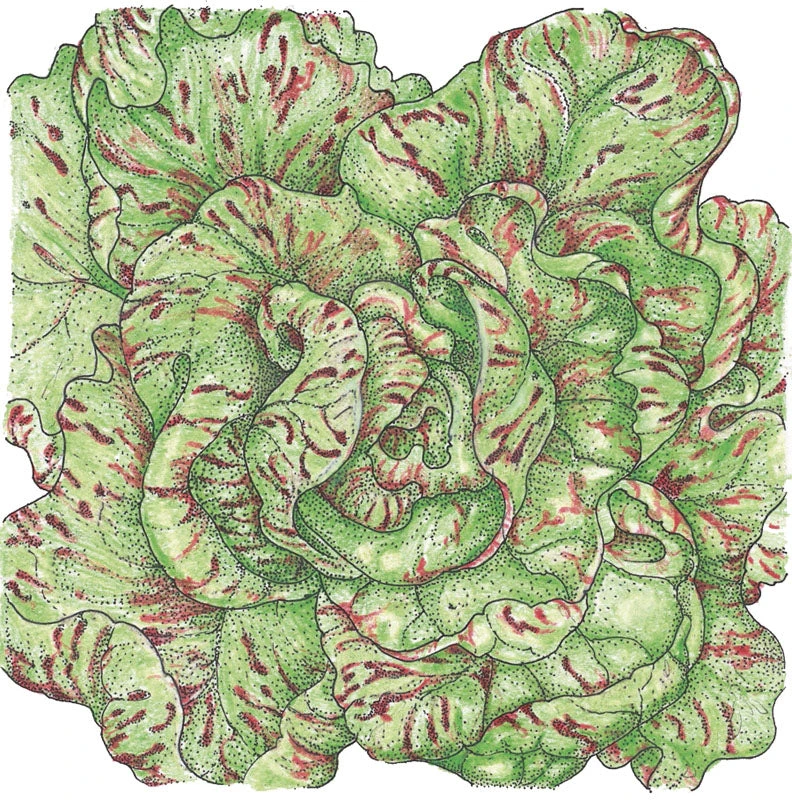 Freckles Lettuce Seeds (Organic) 2 Freckles Lettuce Seeds (Organic) - Image 2