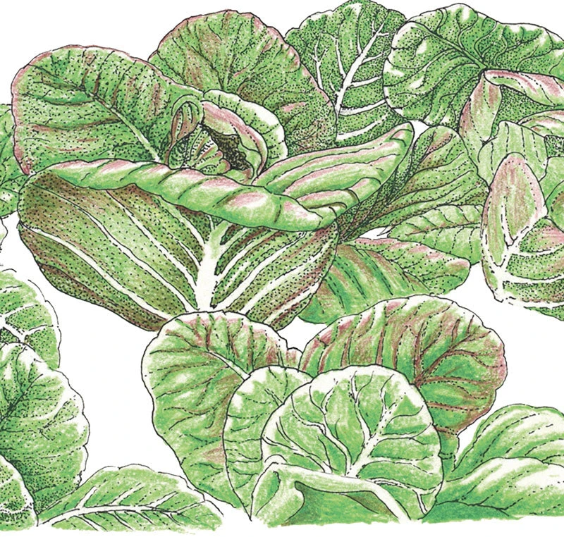 Rouge D'Hiver Lettuce Seeds (Organic) 2 Rouge D'Hiver Lettuce Seeds (Organic) - Image 2