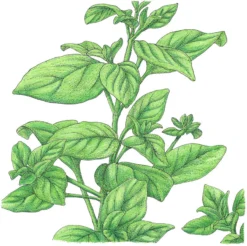 Organic Marjoram 5 Organic Marjoram -Flourish Seeds SNV8094 a