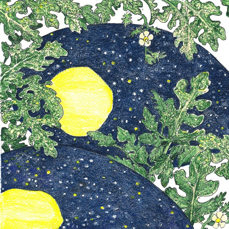 Moon & Stars Watermelon Seeds (Organic) 2 Moon & Stars Watermelon Seeds (Organic) - Image 2