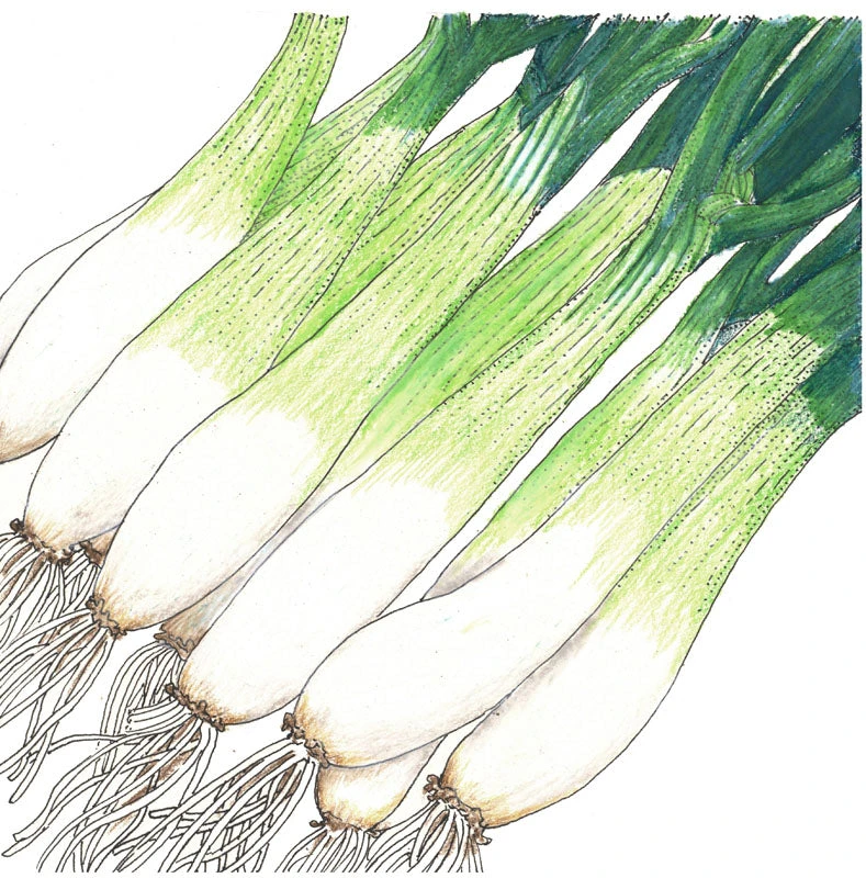 Evergreen Bunching Onion Seeds (Organic) 2 Evergreen Bunching Onion Seeds (Organic) - Image 2