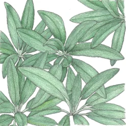 Organic Sage 5 Organic Sage -Flourish Seeds SNV8148 a