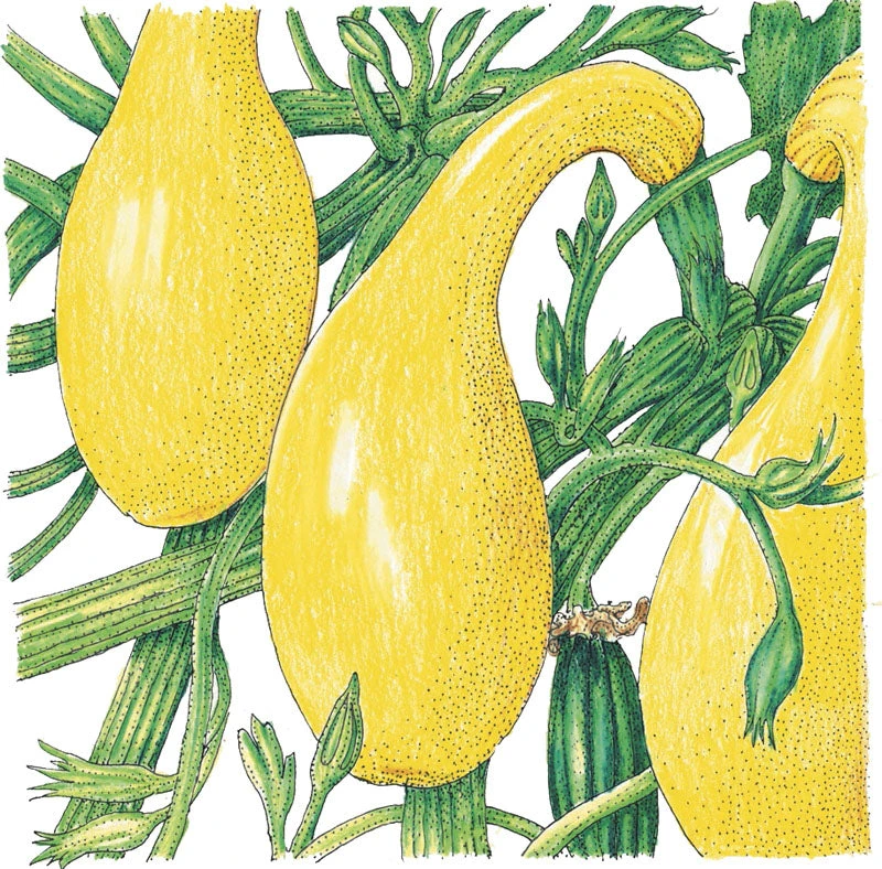 Early Crookneck Summer Squash Seeds (Organic) 2 Early Crookneck Summer Squash Seeds (Organic) - Image 2