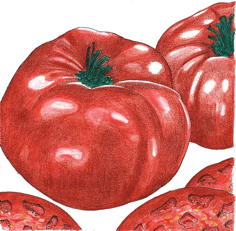 Brandywine Tomato Seeds (Organic) 2 Brandywine Tomato Seeds (Organic) - Image 2