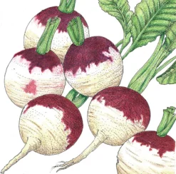 Purple Top White Globe Turnip Seeds (Organic) 5 Purple Top White Globe Turnip Seeds (Organic) -Flourish Seeds SNV8200 a